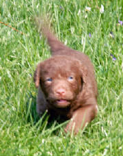 Duke_puppy.JPG