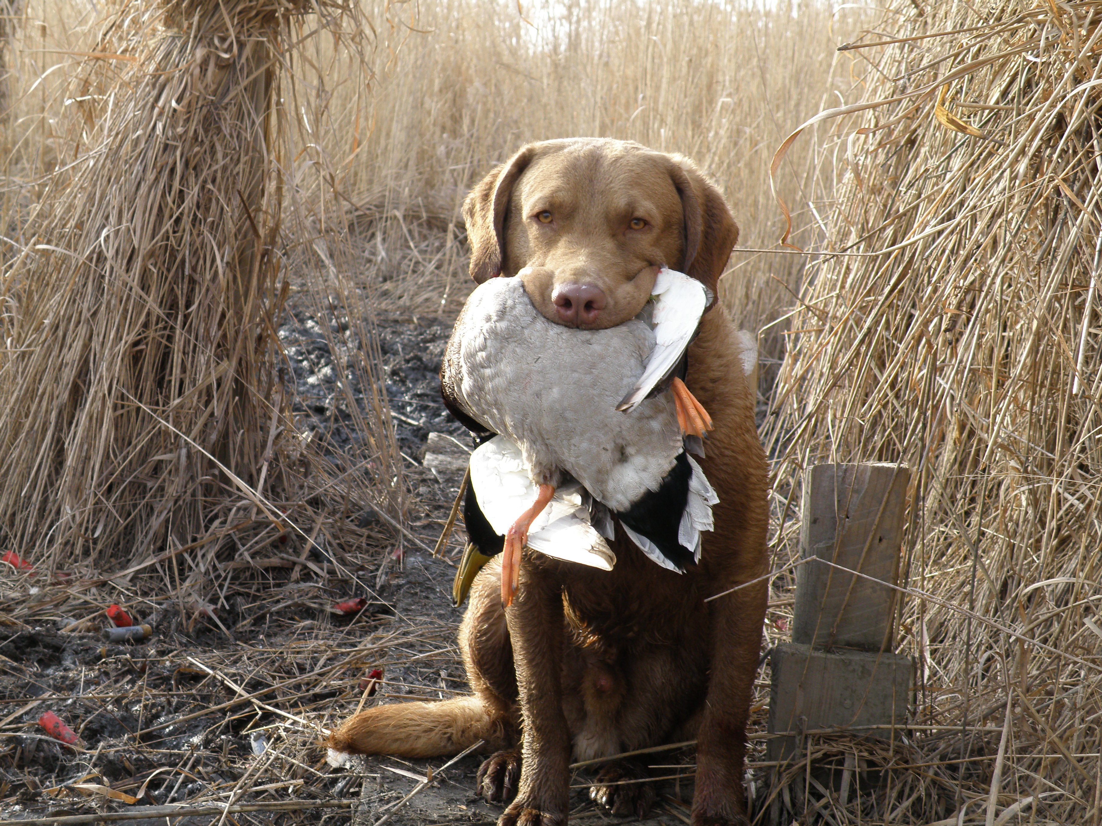 ChampPictures/ChaampSitDuckInMouth.JPG