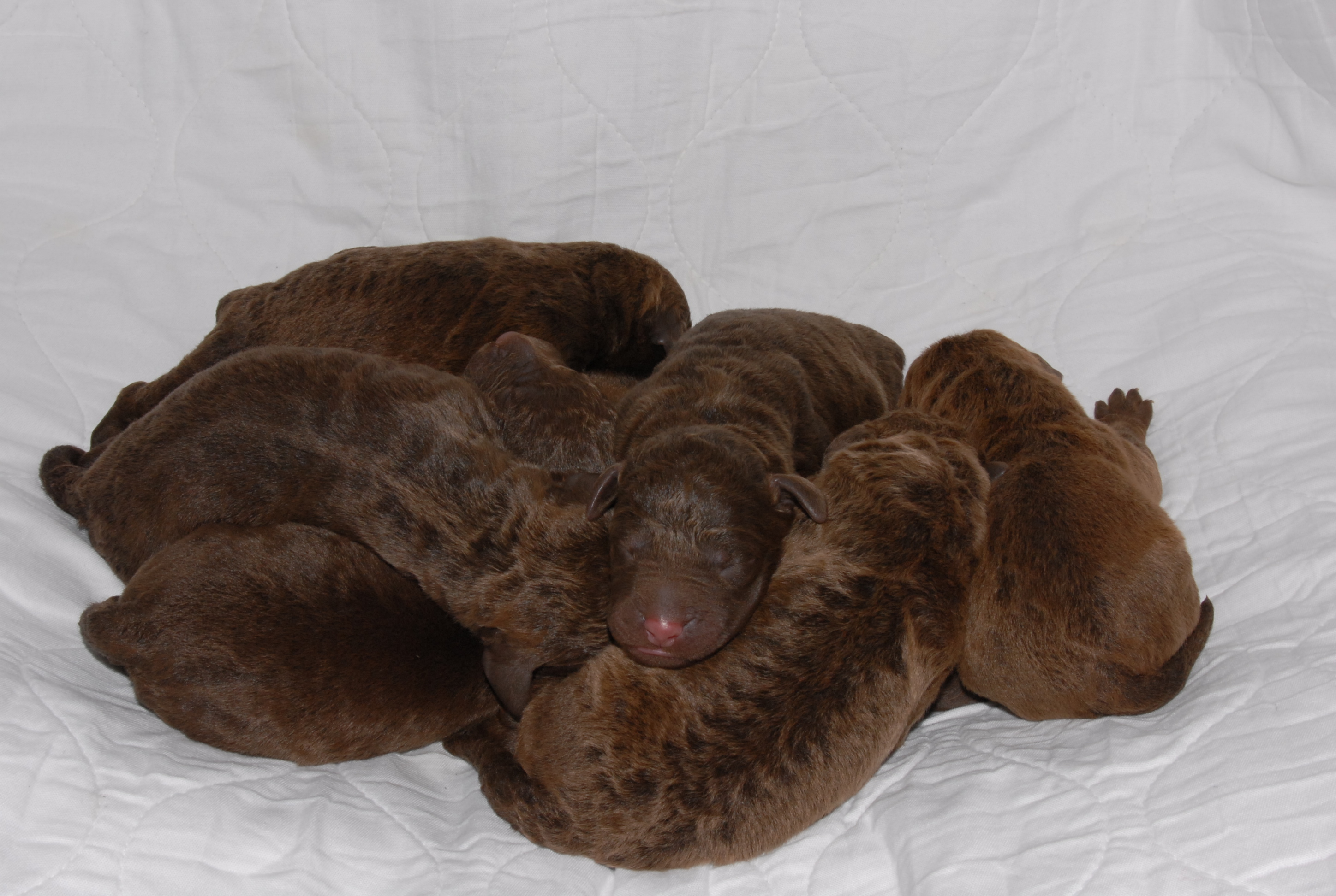 Healthy litter of Whiskey Creek Chesapeake Puppies