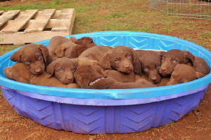 PuppyPics/PoolOPups.jpg