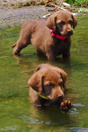 PuppyPics/PuppyPawingWater.jpg