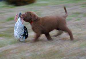 PuppyPics/TerraRunWDuck.jpg