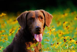 ReidPictures/FaceInBlackEyedSusans.jpg