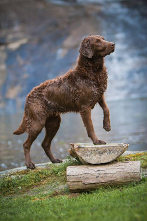 ReidPictures/ReidOnWaterFallBenchWithPawUp.jpg