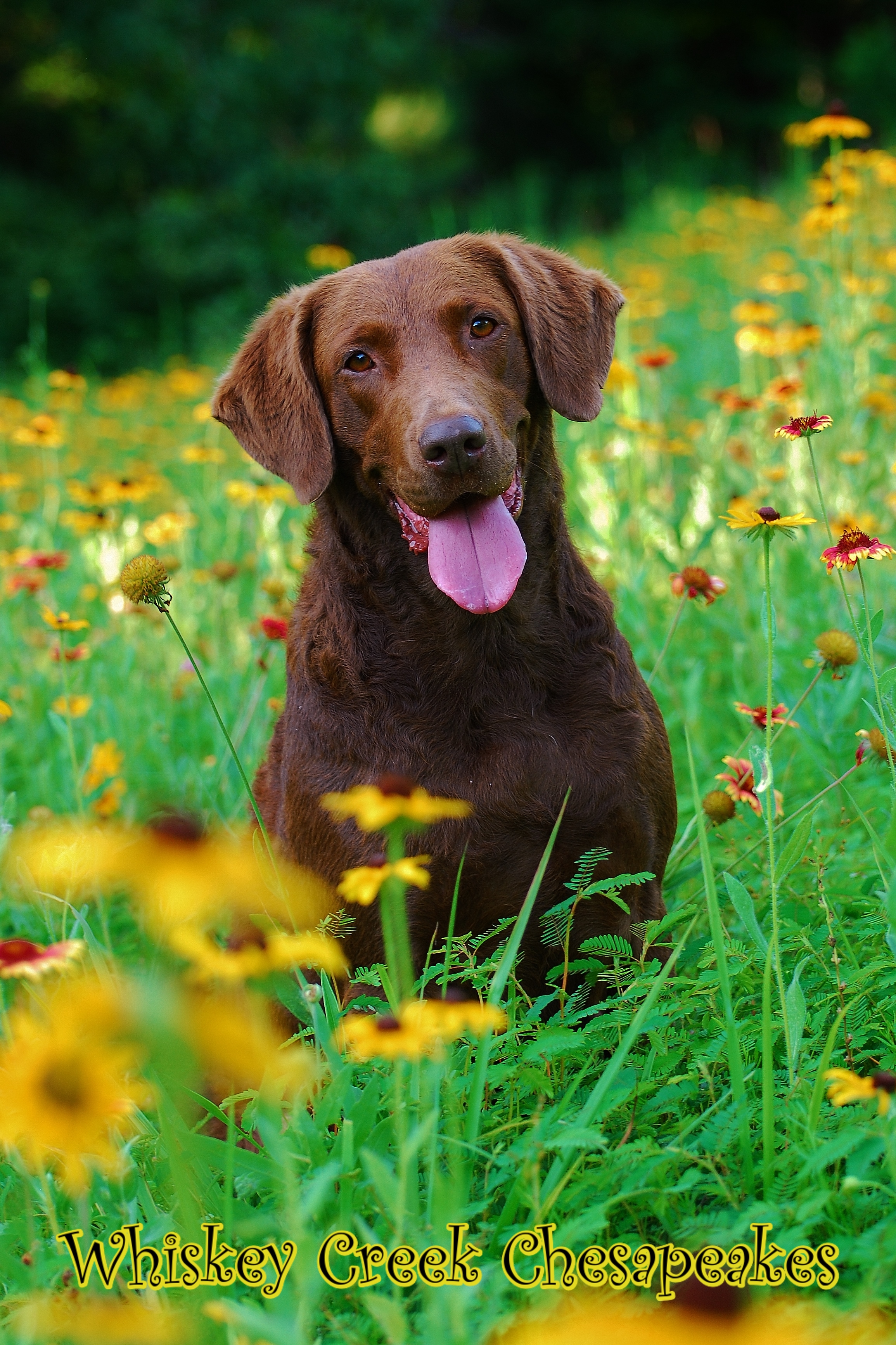 ReidPictures/ReidTiltedBlackEyedSusans.jpg