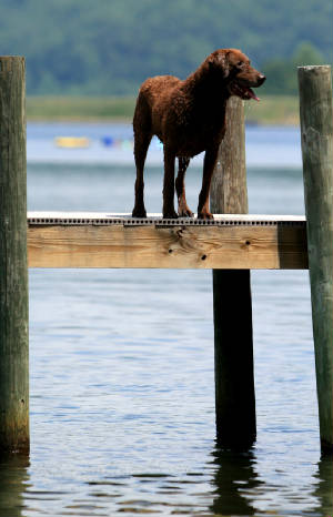 SydneyPictures/Dockstand.jpg
