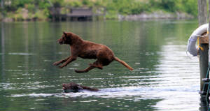 SydneyPictures/SydflyingStriderswimming.jpg
