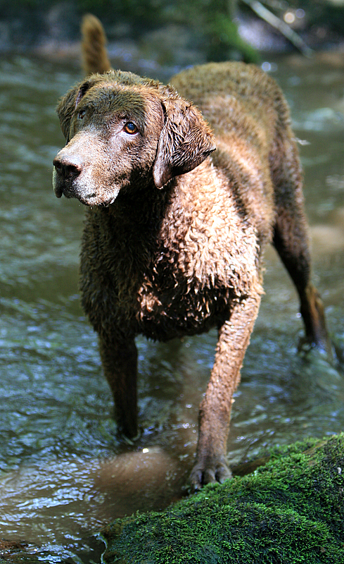SydneyPictures/sydwaterstanding.jpg