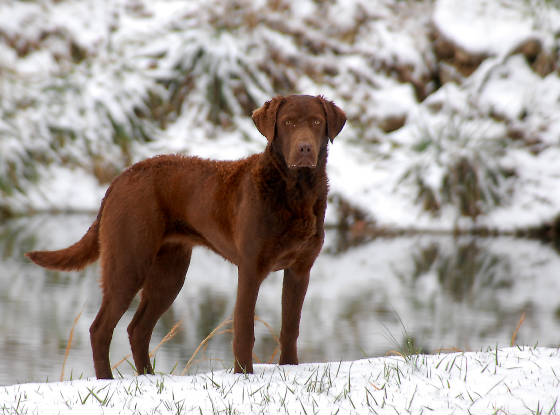 chesapeake bay retriever puppies for sale nc whiskey creek chesapeakes chessie puppies for sale nc sc tn chesapeake bay retriever puppies for sale nc whiskey creek chesapeakes chessie puppies for sale nc sc tn