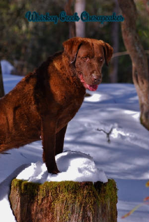 Violet/2016-01-24SnowStump.jpg