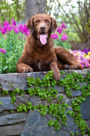 Walkerpictures/WalkerDownOnWallIvyAndSnapdragons.jpg