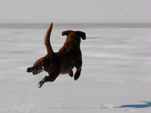 Walkerpictures/WalkerFLYINGinSnowDec2009.JPG