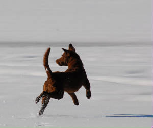 Walkerpictures/WalkerLeapInSnowDec2009.JPG