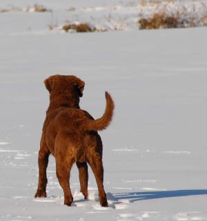 Walkerpictures/WalkerRearConformationSnow2009.JPG